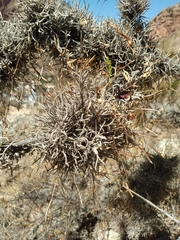 Tillandsia capillaris