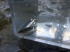 Etheostoma flabellare