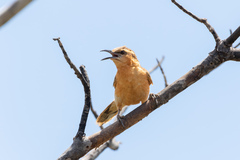 Campylorhynchus griseus