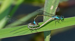 Ischnura fluviatilis
