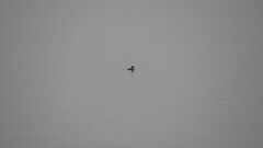 Cerorhinca monocerata