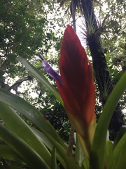 Tillandsia multicaulis