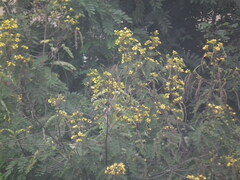 Senna siamea