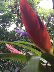 Tillandsia multicaulis