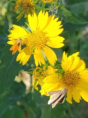 Copaeodes aurantiaca