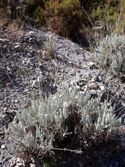 Lavandula lanata