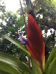 Tillandsia multicaulis