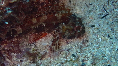 Scorpaena maderensis
