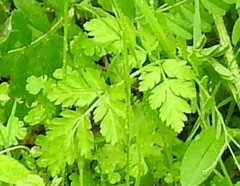 Chaerophyllum nodosum