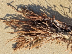 Cladostephus spongiosus