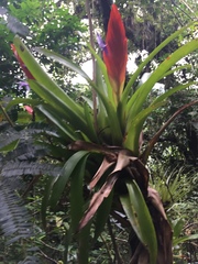 Tillandsia multicaulis