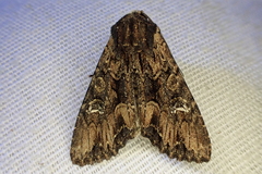 Mniotype occidentalis