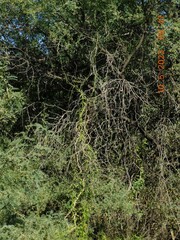 Funastrum heterophyllum