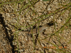 Callisaurus draconoides ventralis