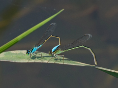 Ischnura fluviatilis