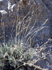 Lavandula lanata