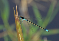 Ischnura fluviatilis