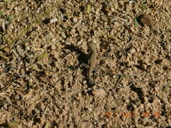 Callisaurus draconoides ventralis