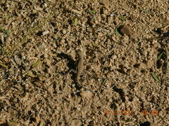 Callisaurus draconoides ventralis