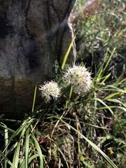 Allium ericetorum