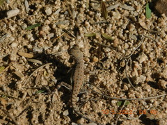 Callisaurus draconoides ventralis