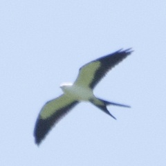 Elanoides forficatus