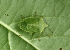 Nezara viridula