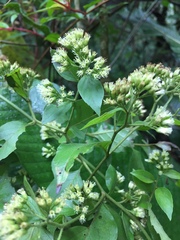 Archibaccharis schiedeana