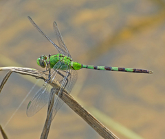 Erythemis vesiculosa