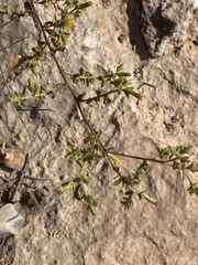 Chiliadenus iphionoides
