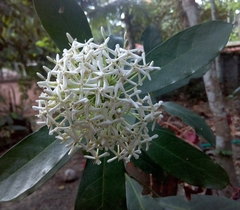 Ixora