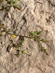 Chiliadenus iphionoides