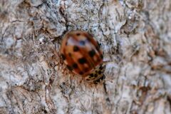 Harmonia quadripunctata