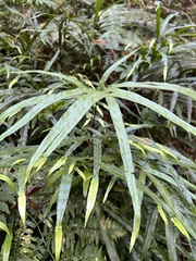 Pteris cretica