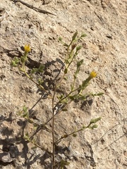 Chiliadenus iphionoides
