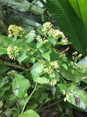 Archibaccharis schiedeana