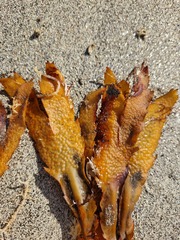 Fucus serratus