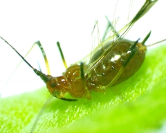 Aphididae