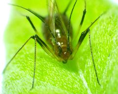 Aphididae
