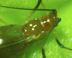Aphididae