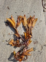 Fucus serratus