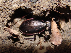 Carabus creutzeri