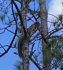 Sciurus niger shermani