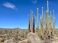 Pachycereus pringlei