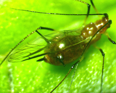 Aphididae