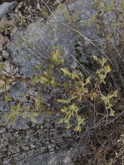 Chiliadenus iphionoides