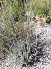 Lavandula lanata