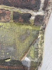 Candelariella aurella