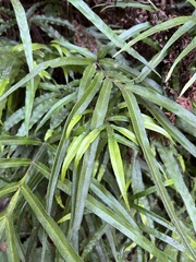 Pteris cretica