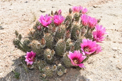 Echinocereus engelmannii fasciculatus